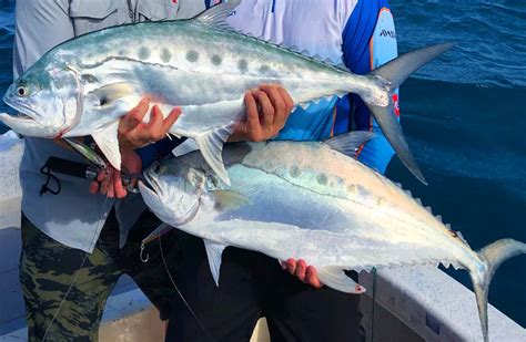 Queen Fish (Seriphus politus) Facts: Profile, Traits, Catch.